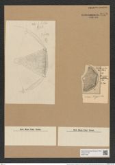 Aulacodiscus amoenus var. hungaricus Pant. (de-Toni-Nr.: Genus 182, Species 4529) Zeichnungen Sammlung Grunow Nr. 8118 (NHMW-BOT-W0377466)